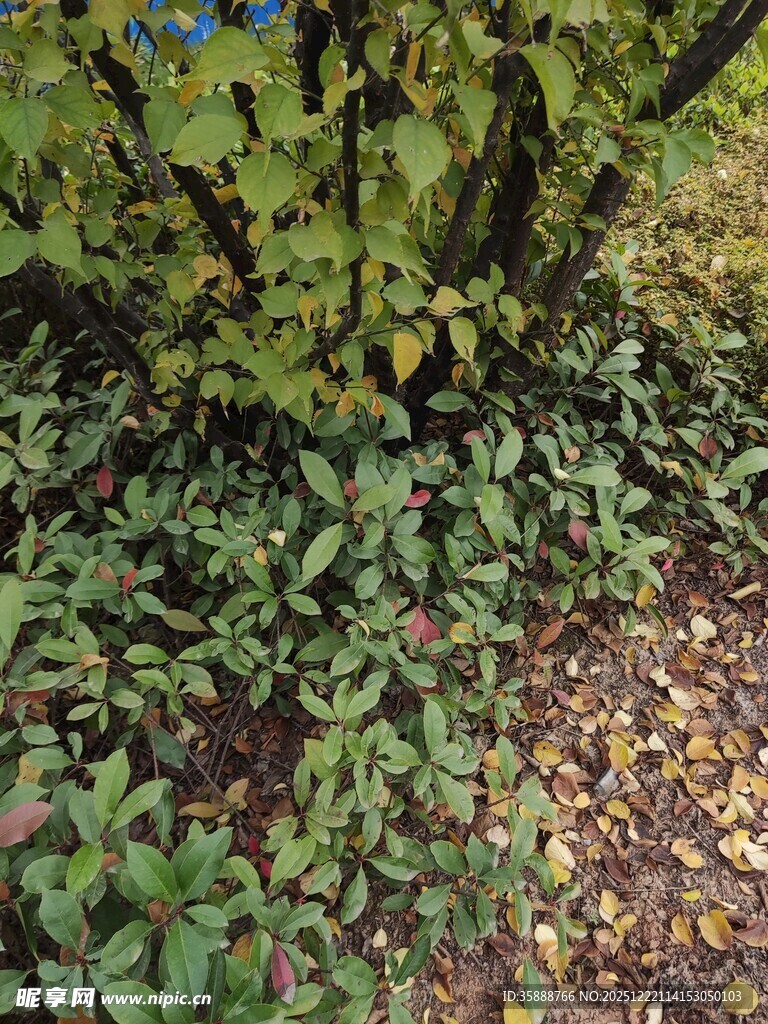 地面繁茂绿植与落叶景象