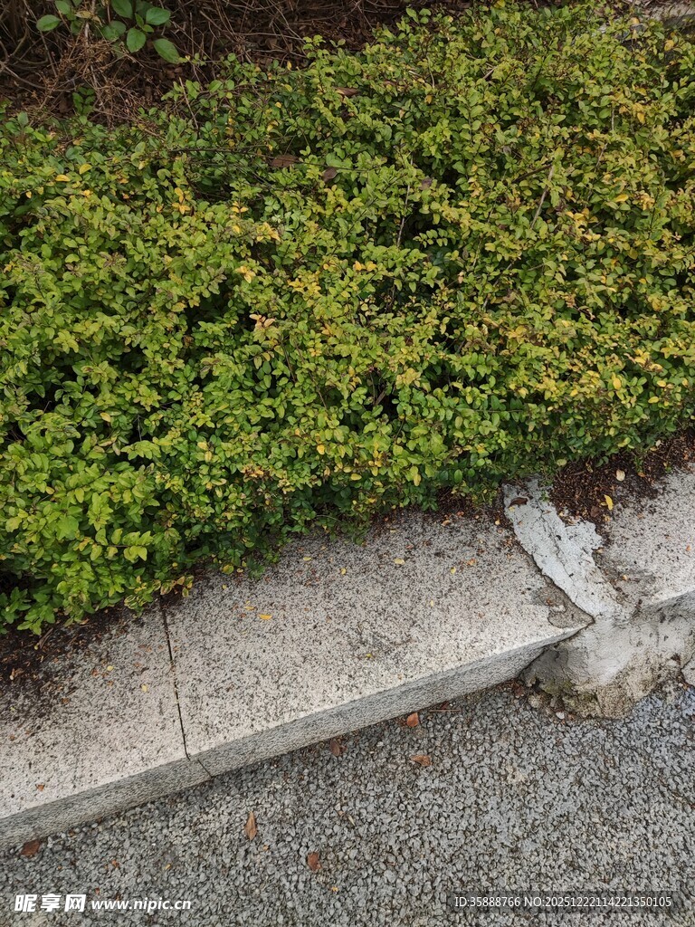 路边绿植与破损水泥边