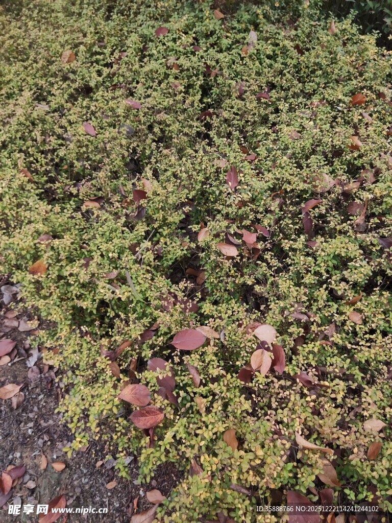 地面的绿色植物与落叶