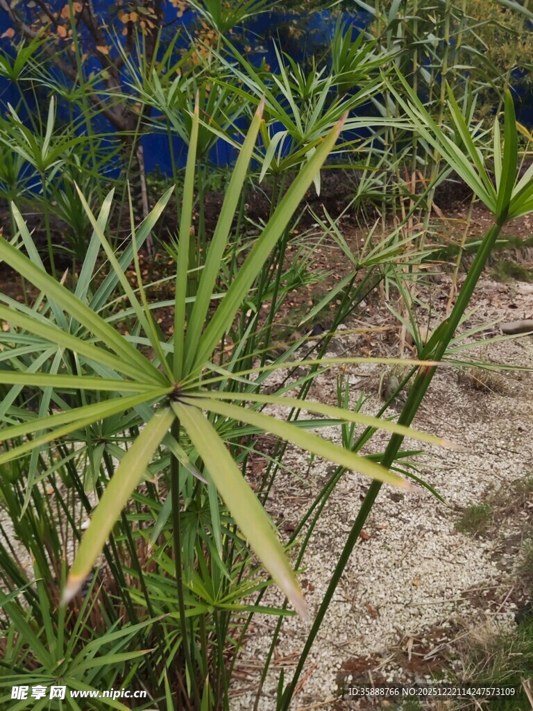 细长叶片的独特绿植