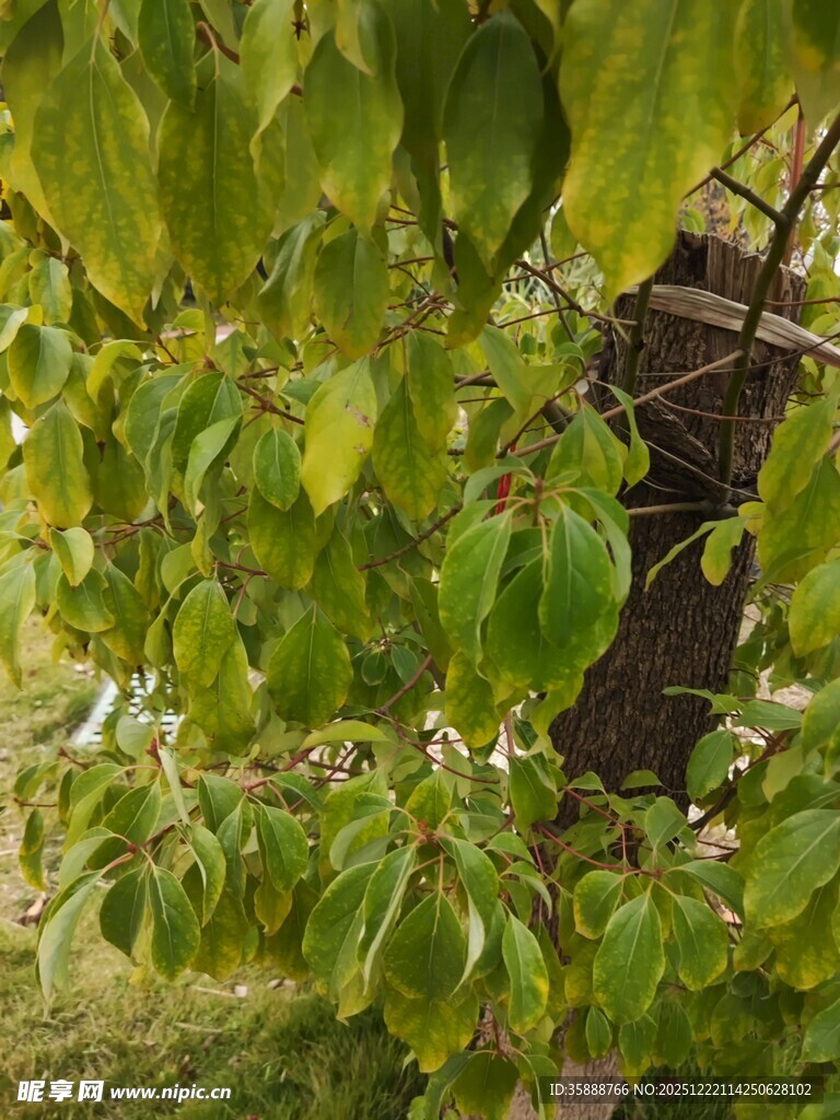 绿叶繁茂的树枝
