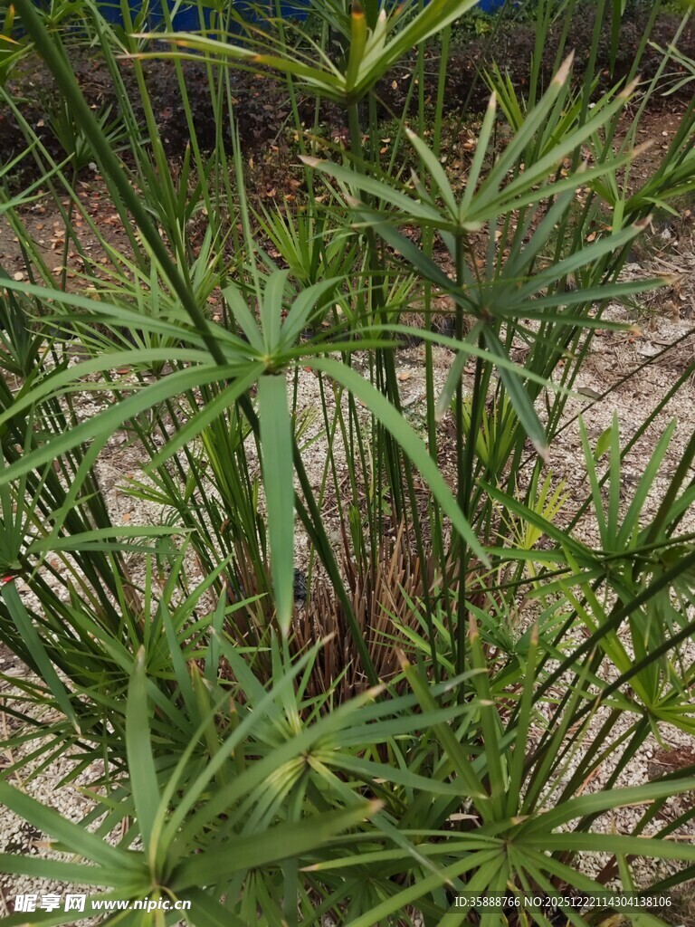 翠绿丛生的细长叶片植物