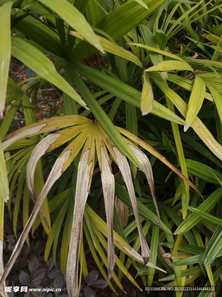 斑驳叶片的独特绿植