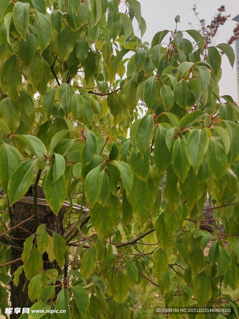 绿叶繁茂的树枝景象