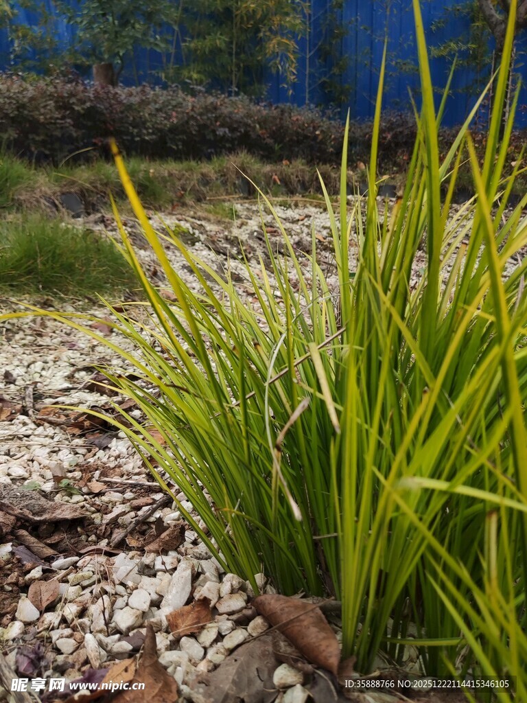 翠绿丛生植物碎石相伴