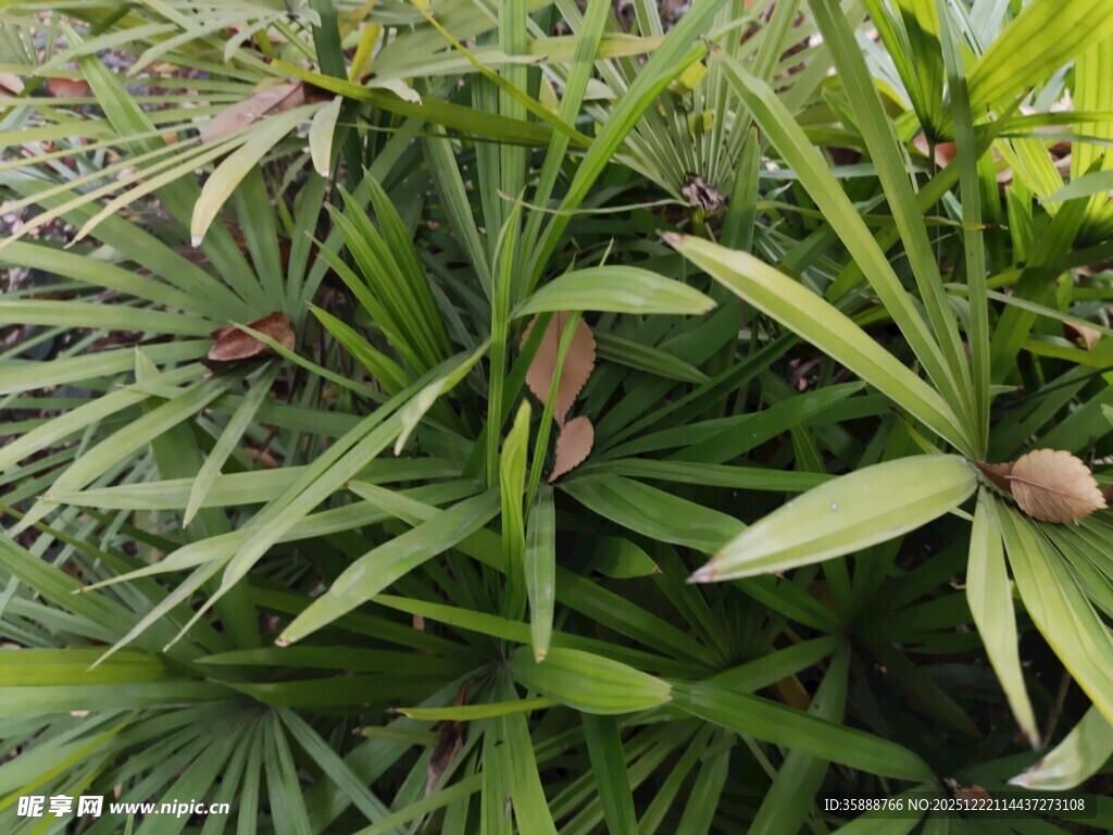 翠绿棕竹植物特写