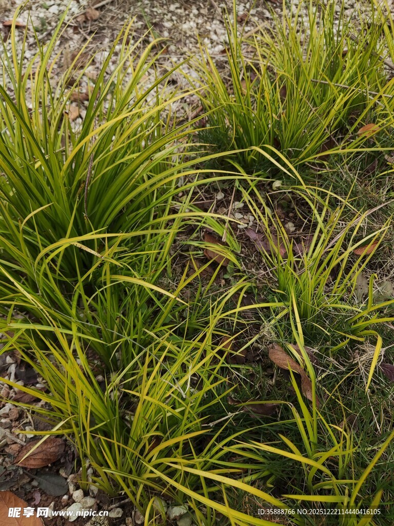翠绿丛生的观赏草植物