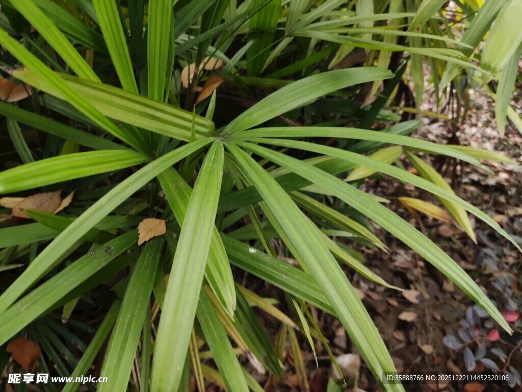 翠绿丛生的阔叶植物