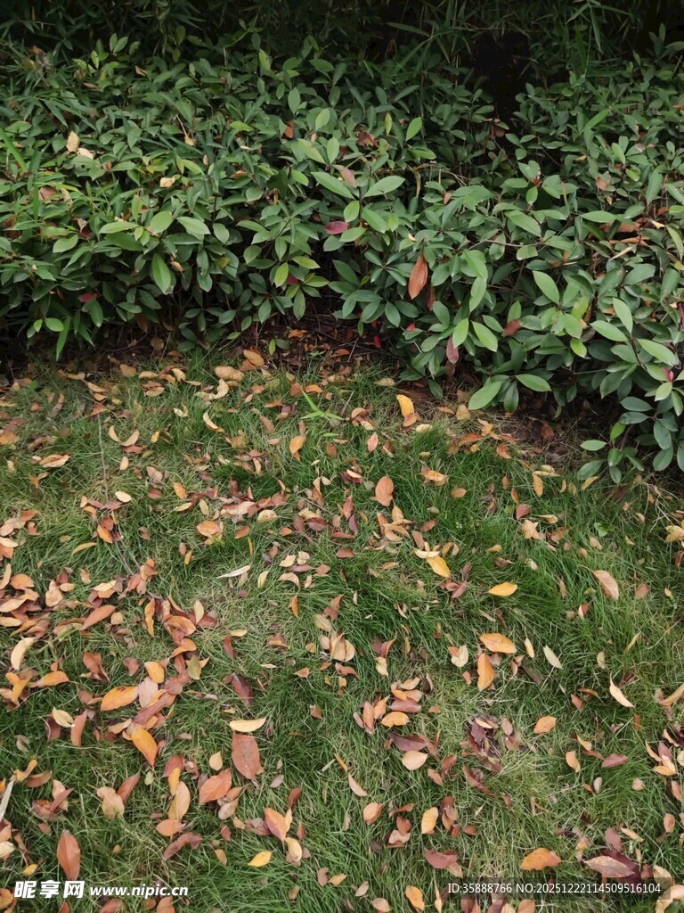 草地落叶与绿植景观