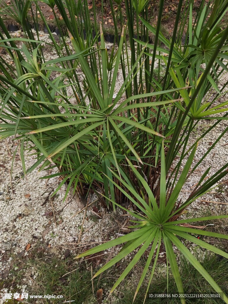 绿色细长叶片的植物特写