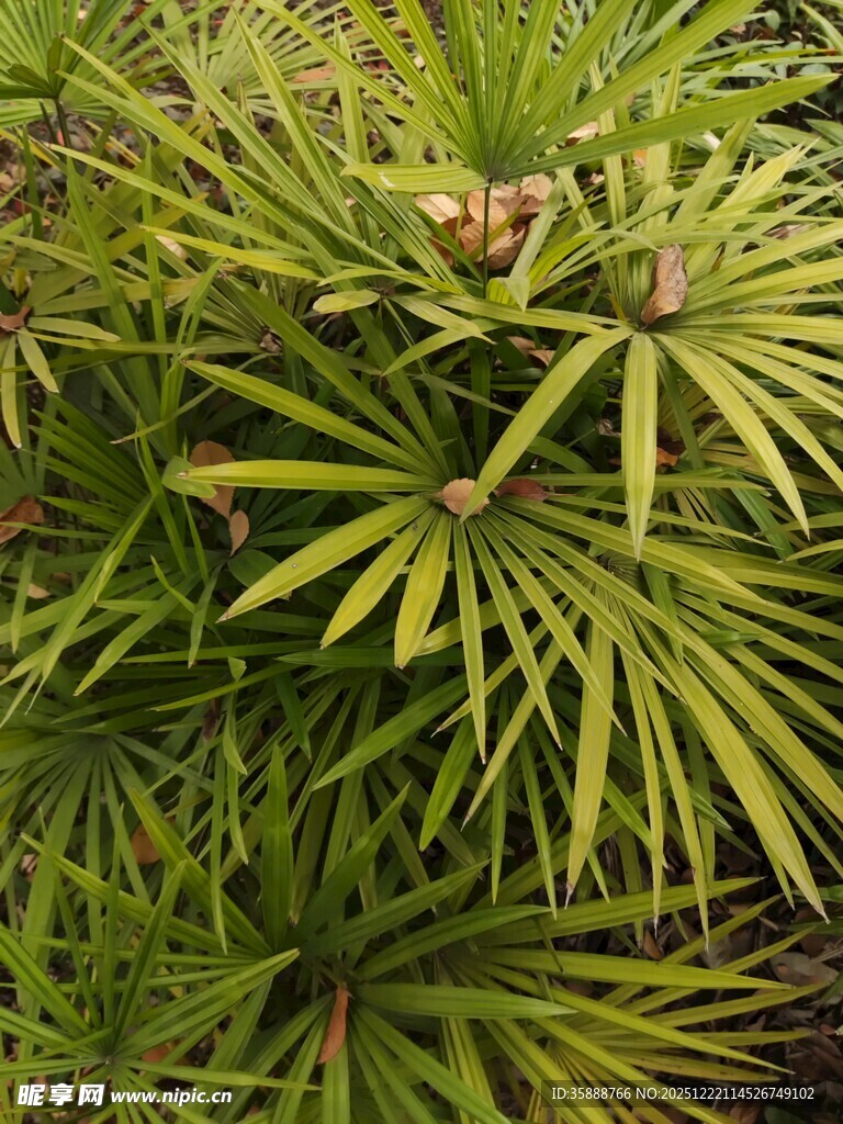 翠绿棕竹植物特写