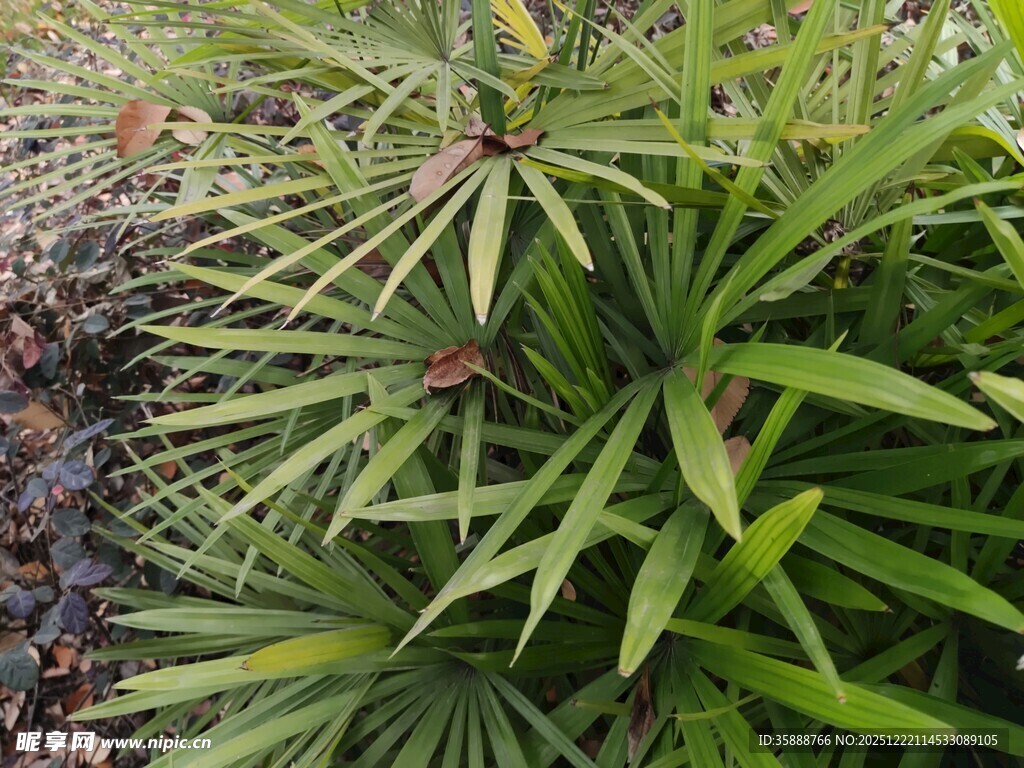 翠绿丛生的阔叶植物