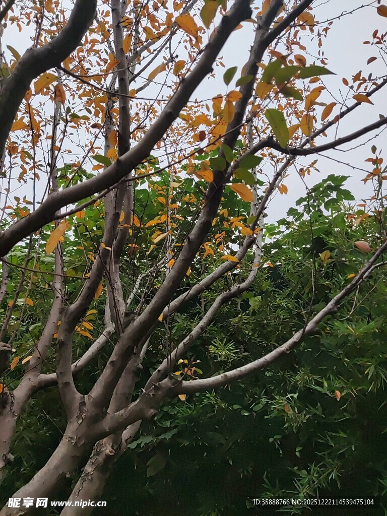 秋日斑驳树枝与葱郁背景