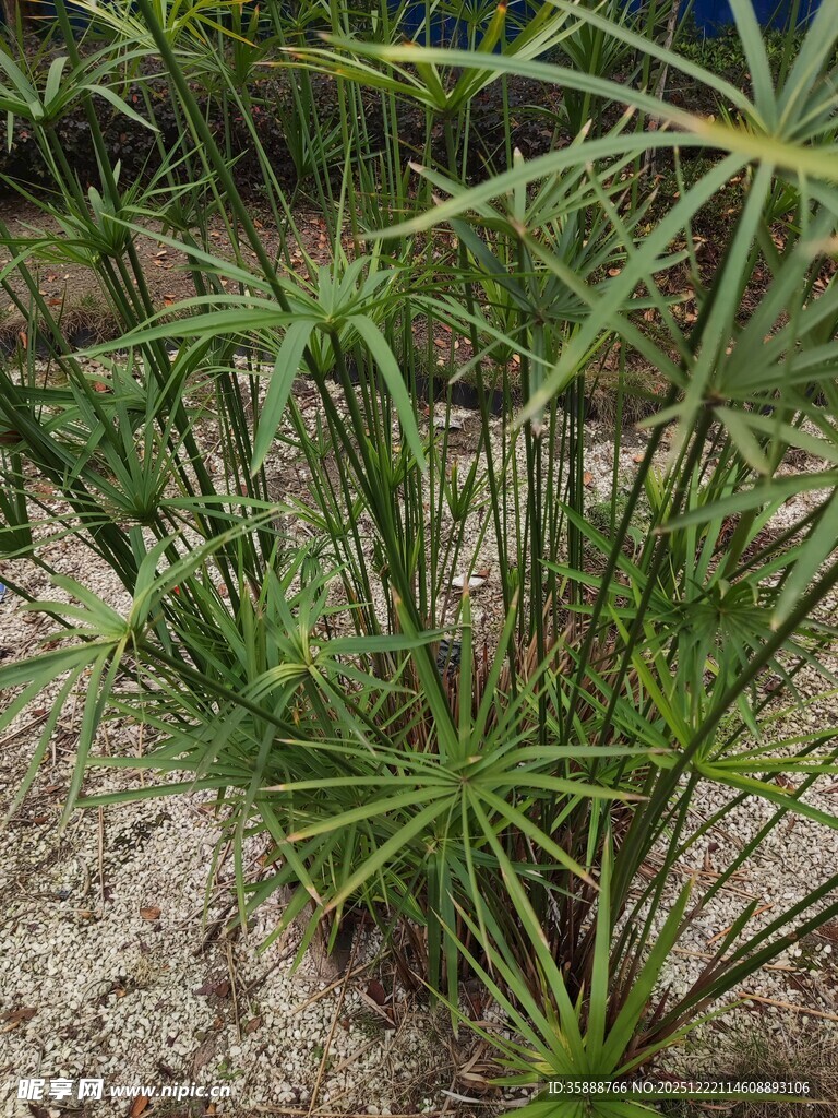 翠绿旱伞草清新自然风