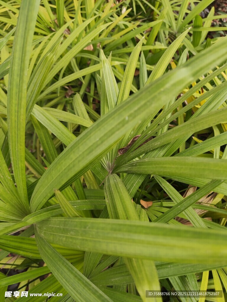 翠绿细长叶片的植物