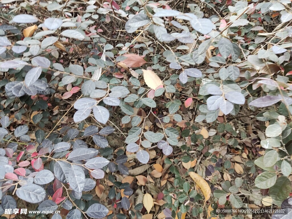 地面散落多彩枯叶