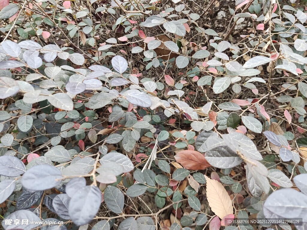 地面上的繁茂植物叶片