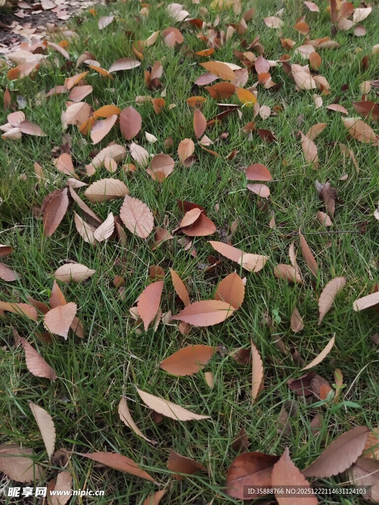 草地上的散落枯叶