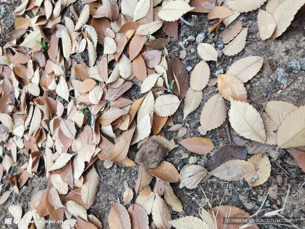 地面散落的多彩枯叶