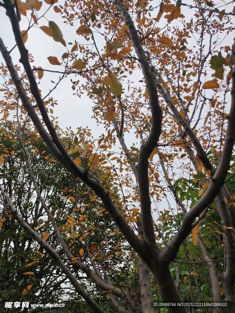 秋日树林枝叶景观