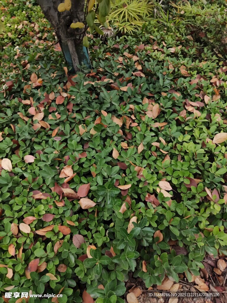 树下繁茂绿植与落叶景象