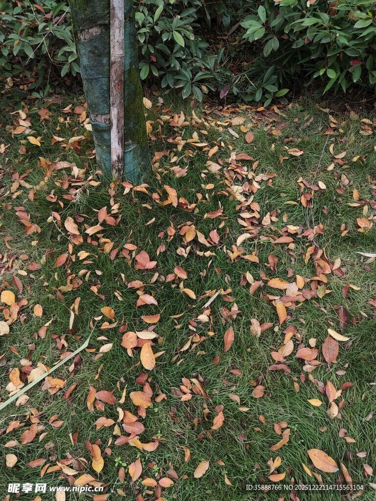 树下落叶铺就秋日美景