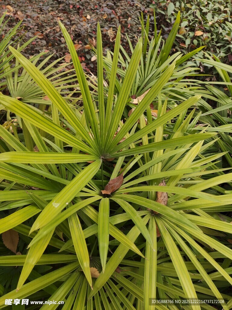 翠绿剑叶植物特写