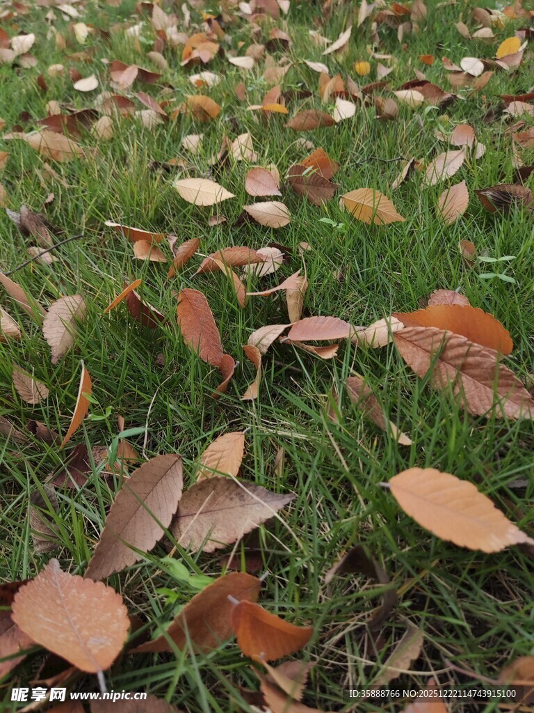 草地上散落的斑斓秋叶