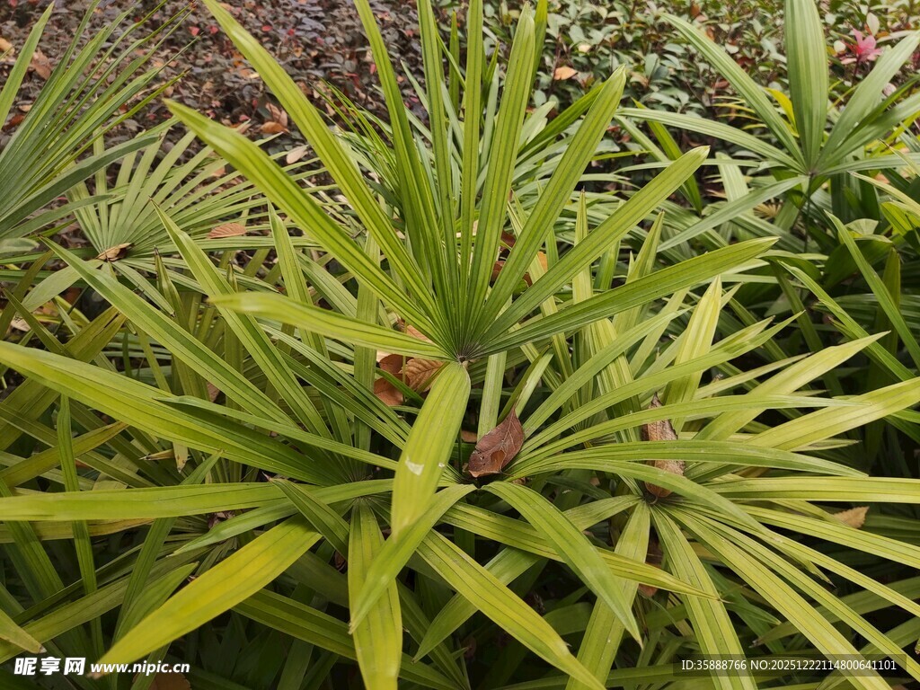 翠绿丛生的剑叶植物