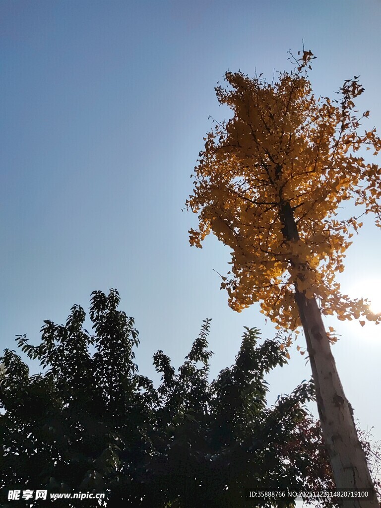 秋日挺拔黄叶树