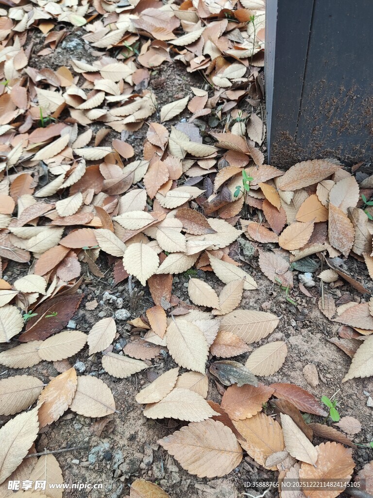 地面散落的枯叶景象