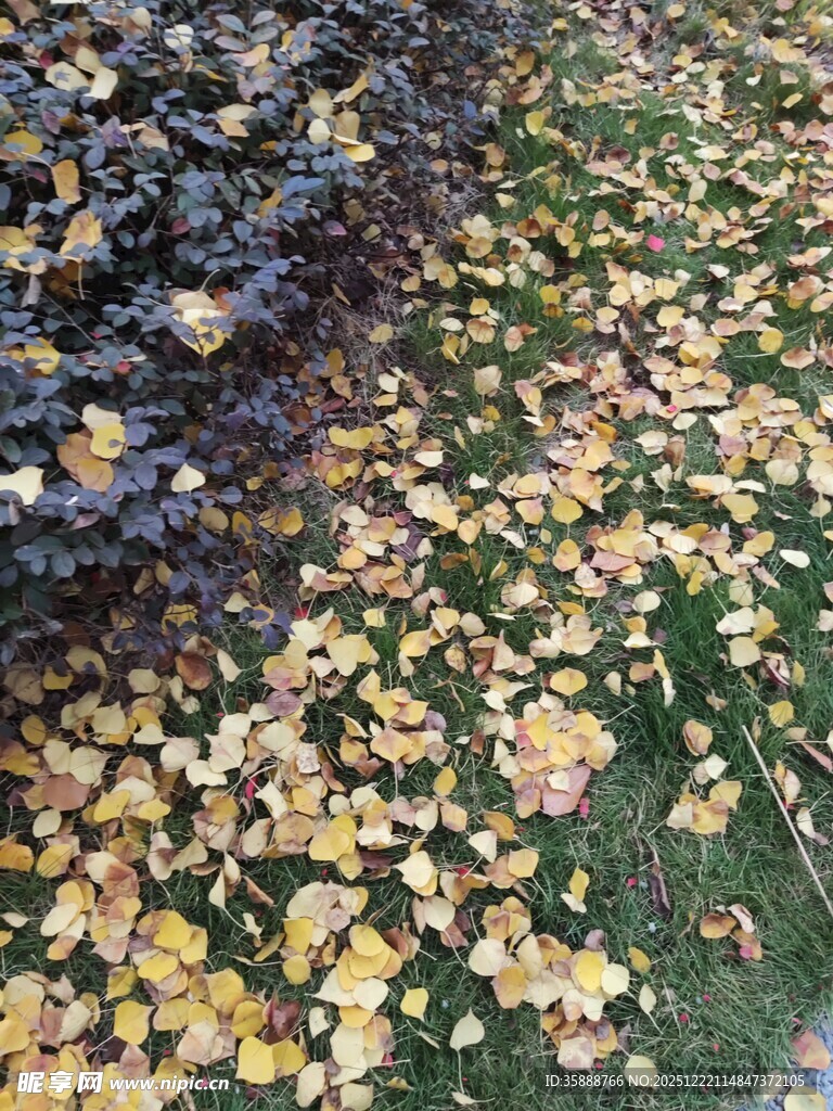 秋日落叶覆于草地景象