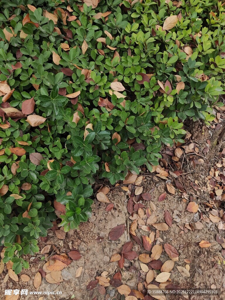 地面绿植与碎石景观