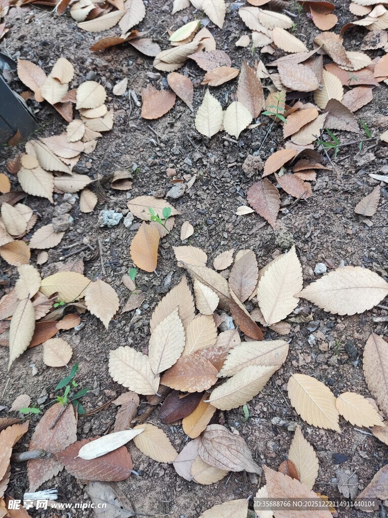 地面散落的枯黄树叶