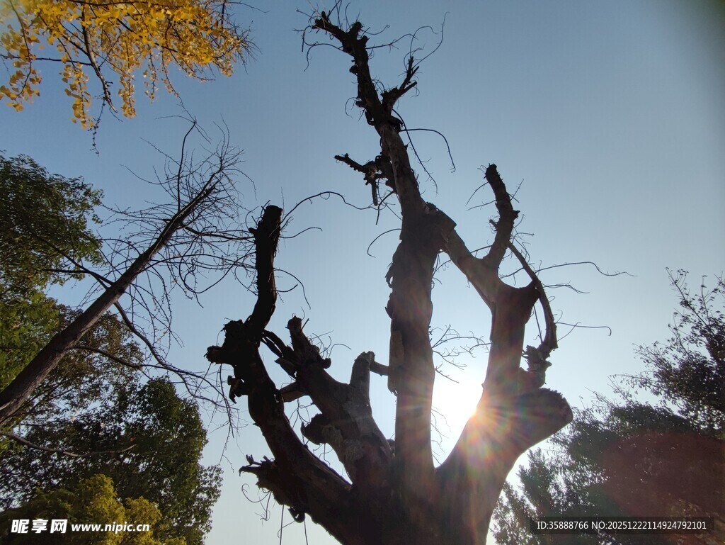 枯树映日剪影