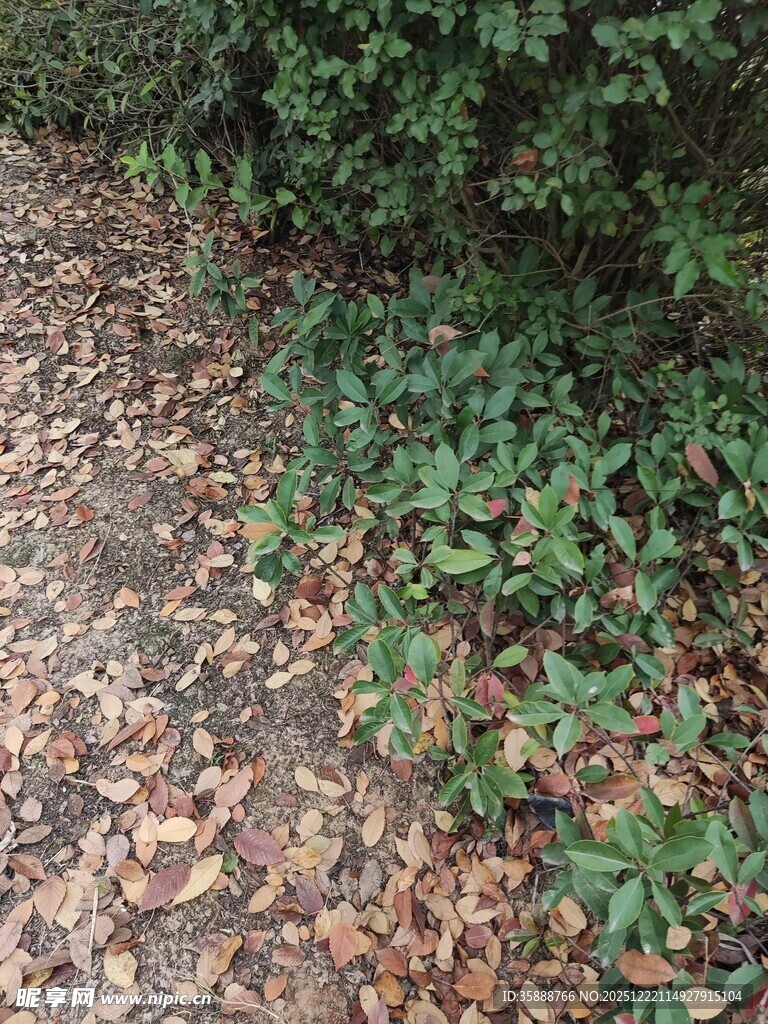 林间落叶与绿植小径