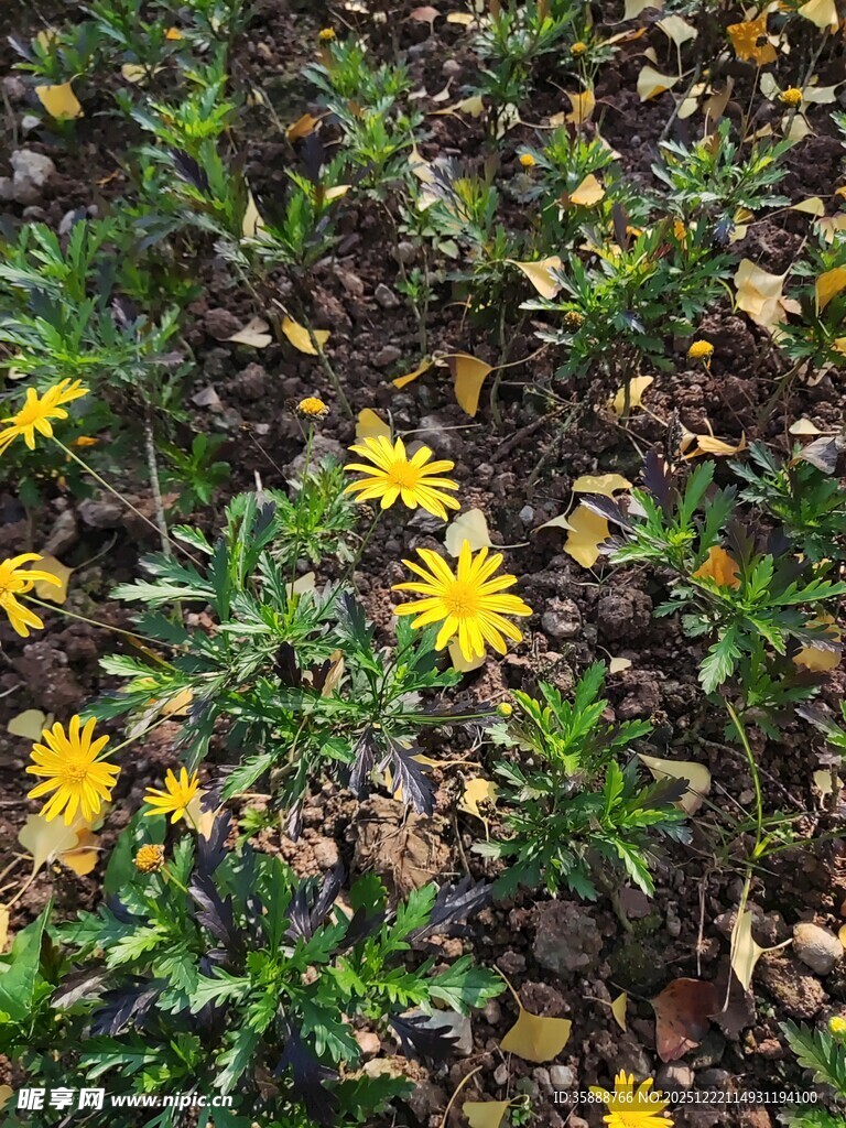 地面绽放的黄色小花