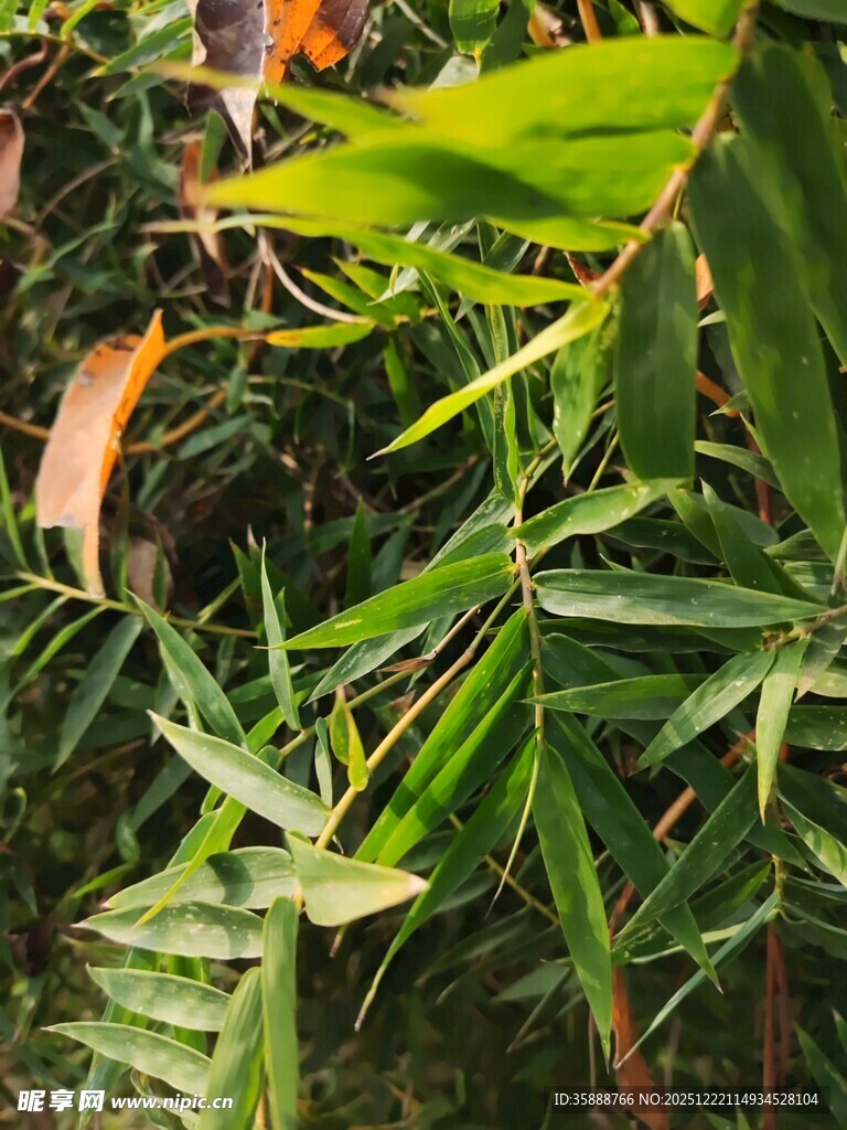 翠绿竹叶尽显自然生机