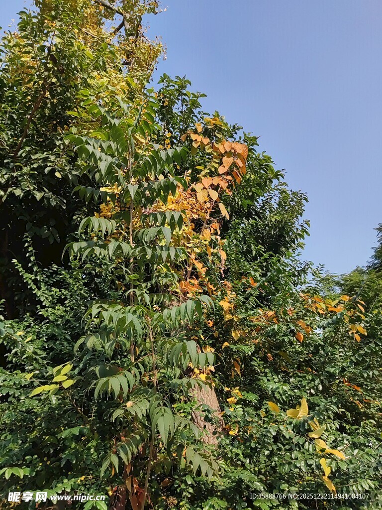 秋日繁茂绿树景观