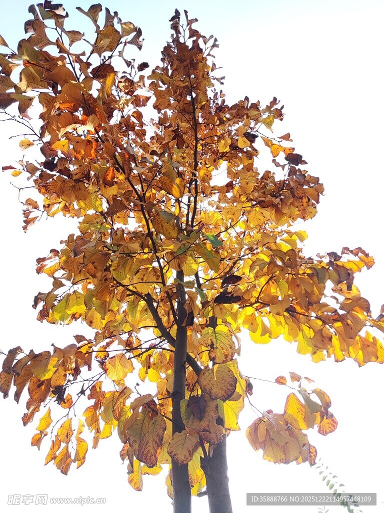 秋日金黄树叶的树木
