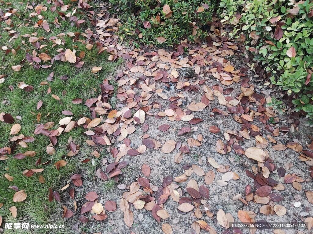 落叶覆盖的石板小径