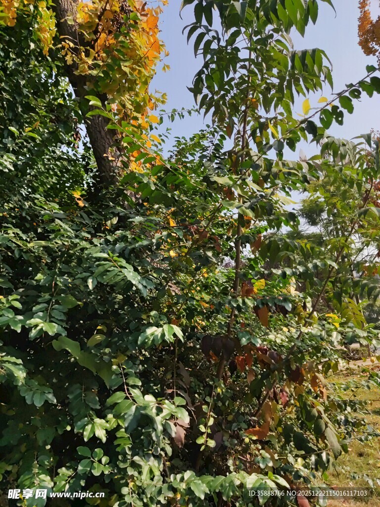 繁茂绿植秋日林间景致