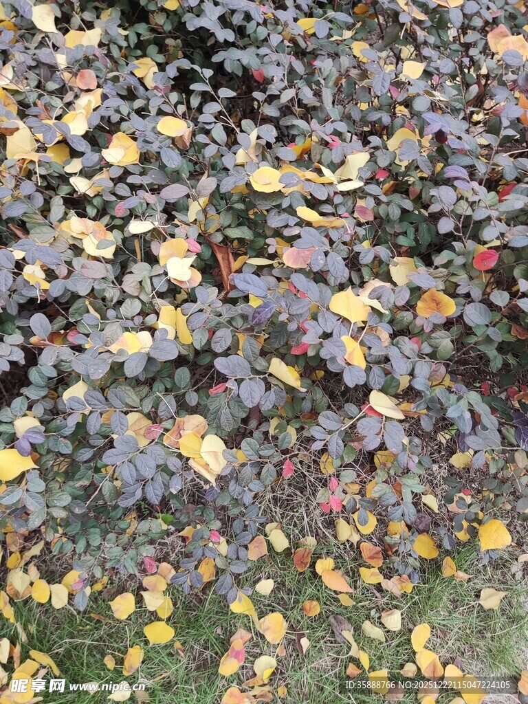 秋日落叶铺满地面景象