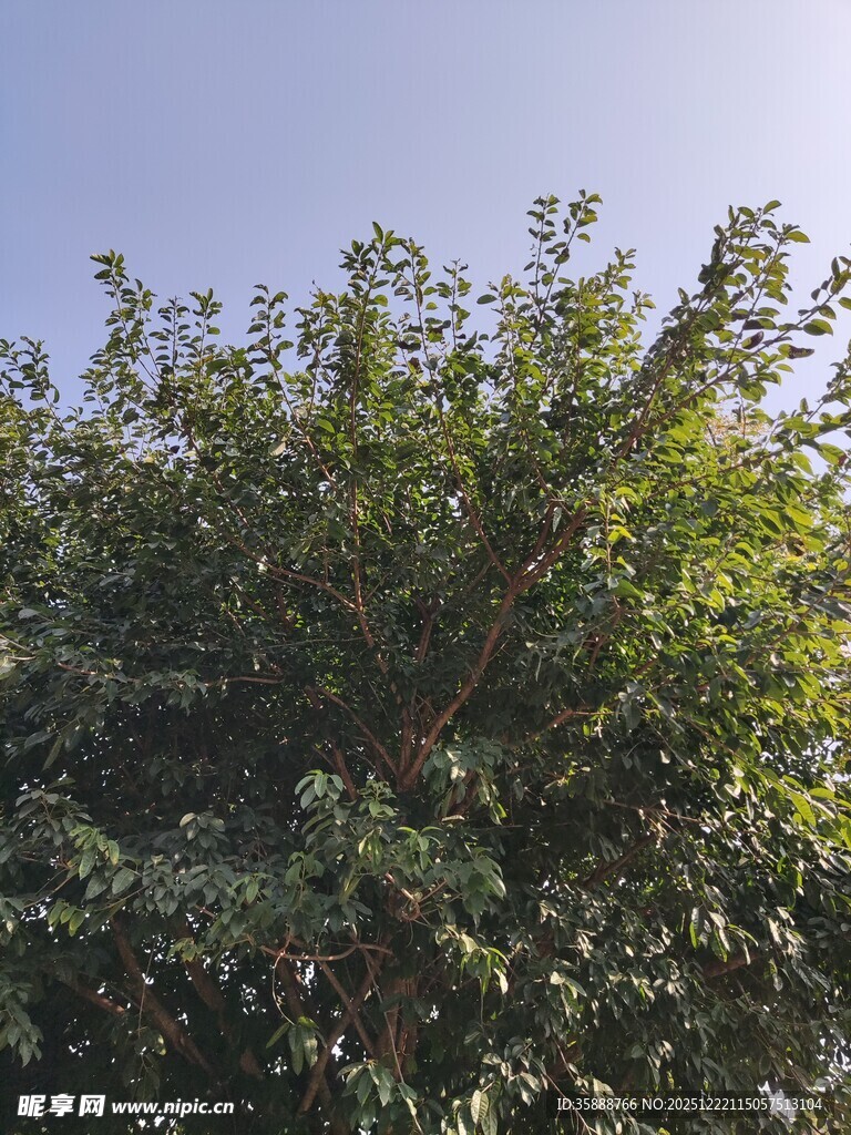繁茂绿植阳光洒落景象
