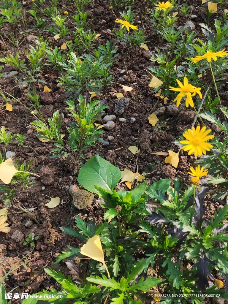 花园中的黄色小花绽放