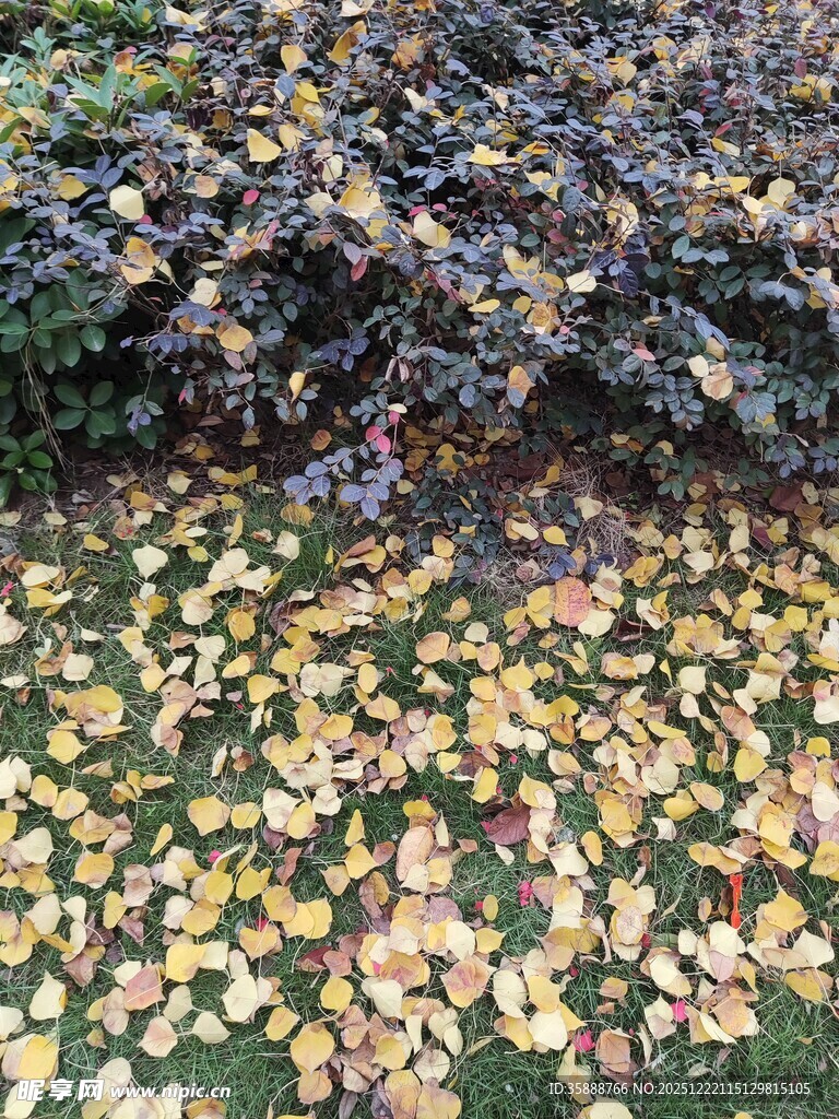 秋日落叶铺就斑斓地面