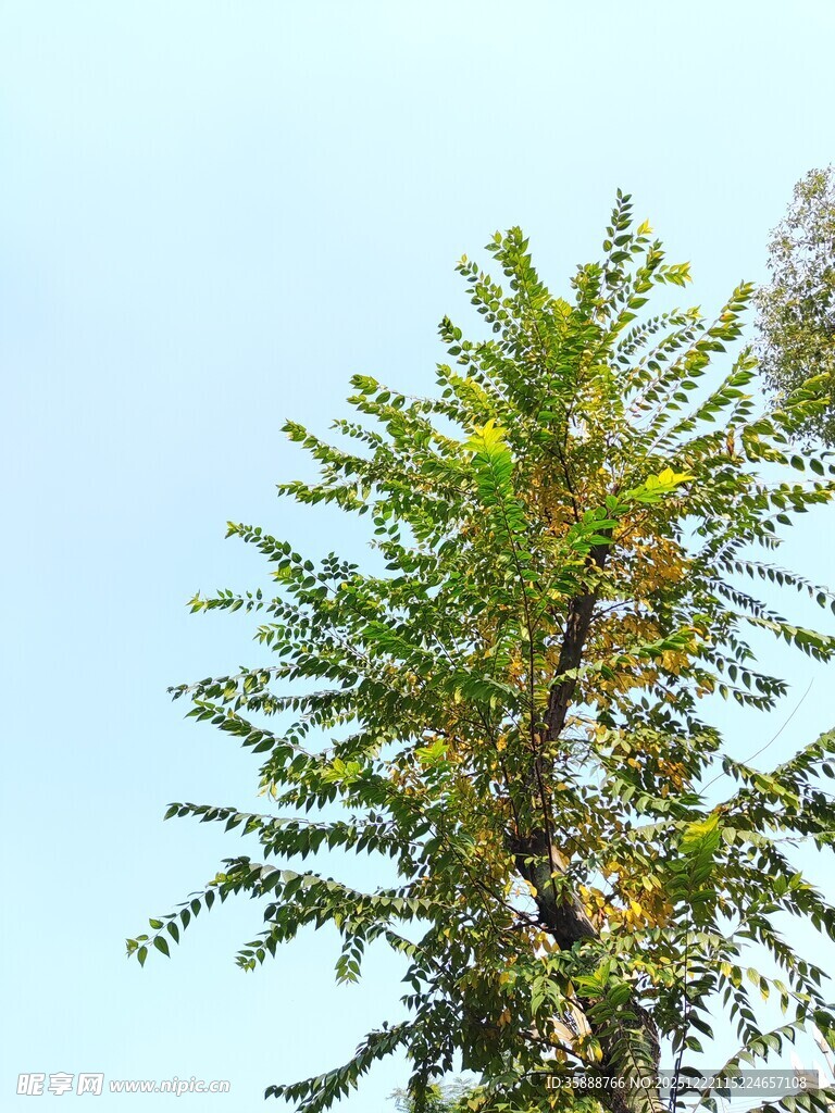 蓝天映衬下的葱郁树木