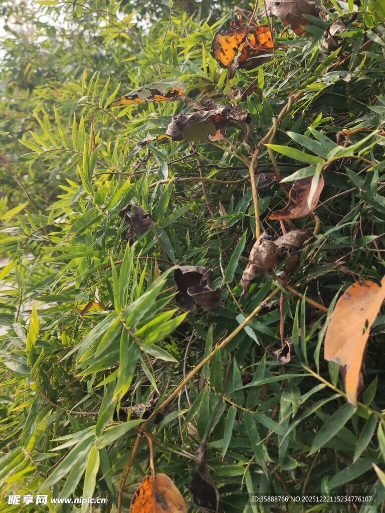 枝头结满果实的绿植