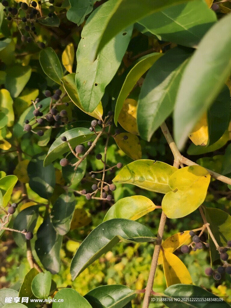 绿叶间的果实与繁茂枝叶