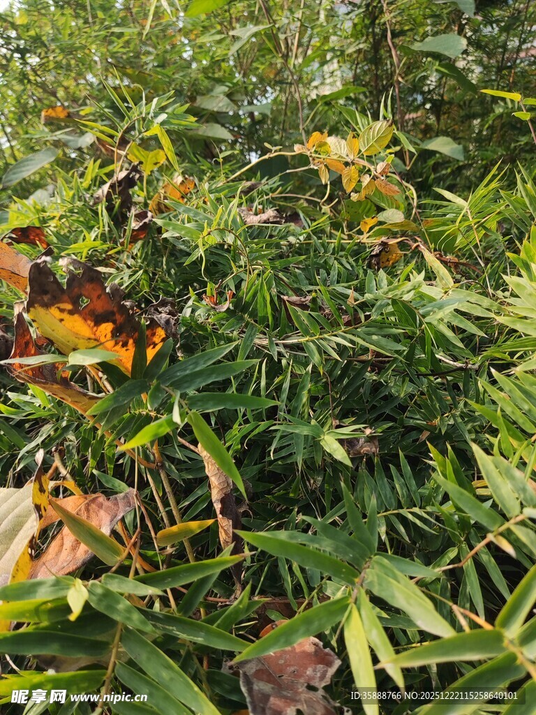 茂密绿植中的多彩叶片